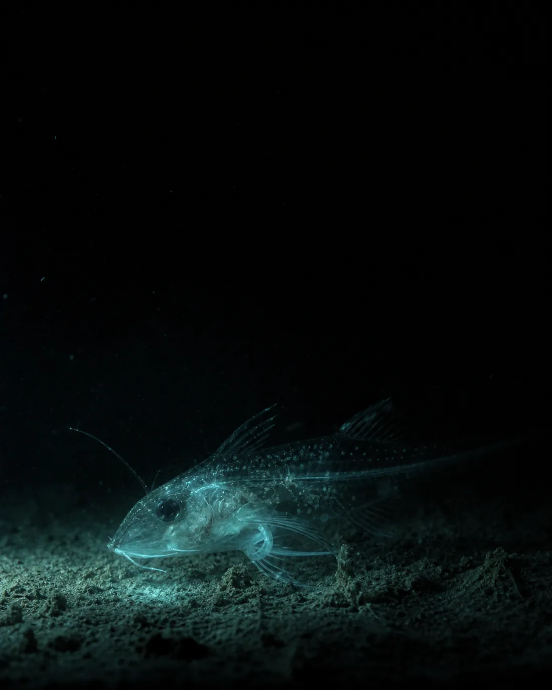 A ghostly translucent fish at the bottom of the trench