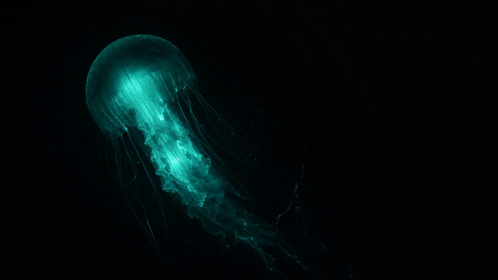 A single bioluminescent jellyfish alone in the black void