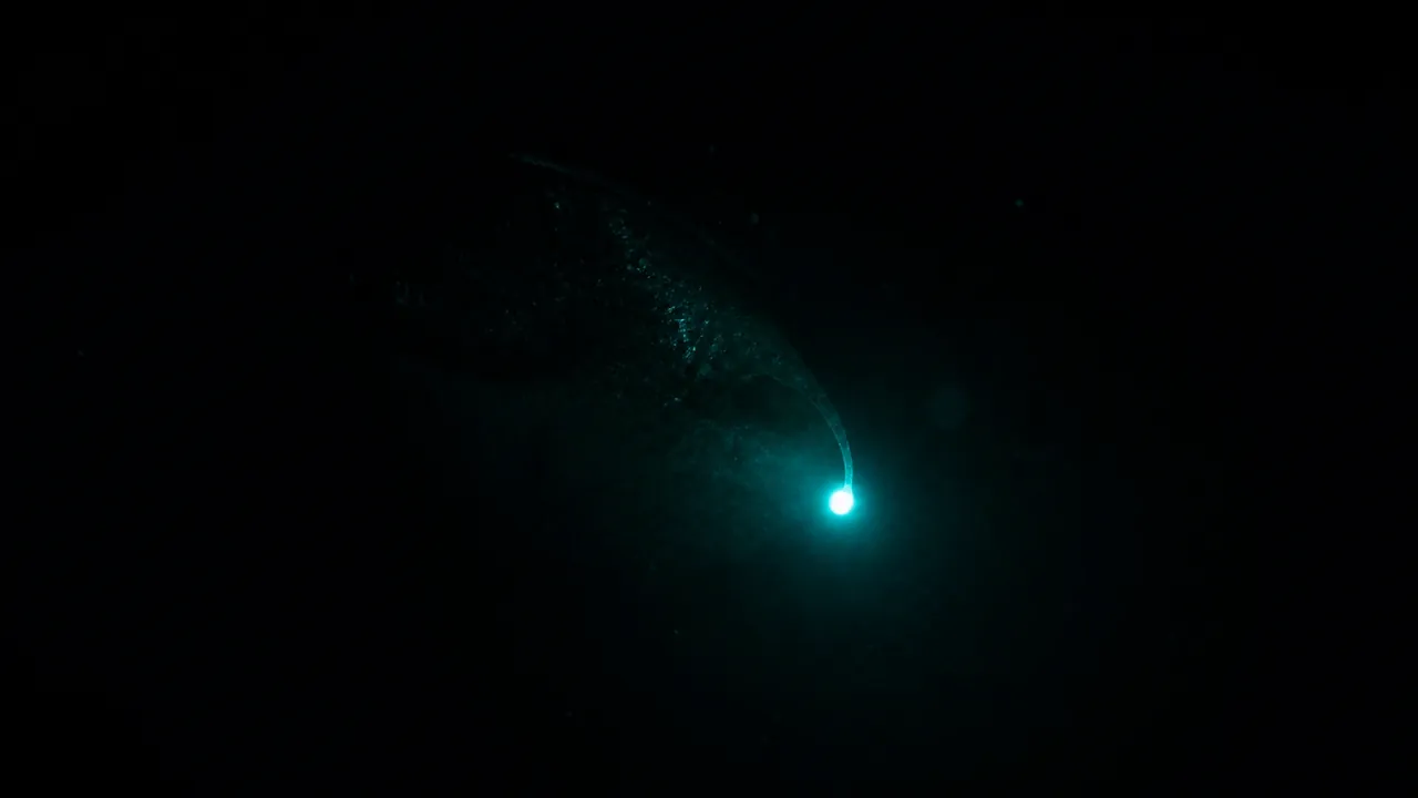 A single bioluminescent lure glowing in total darkness
