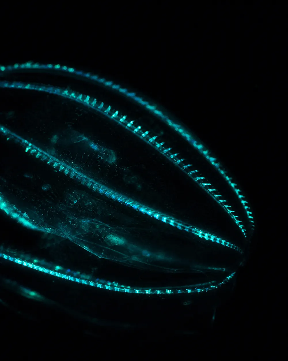 A comb jelly refracting iridescent light
