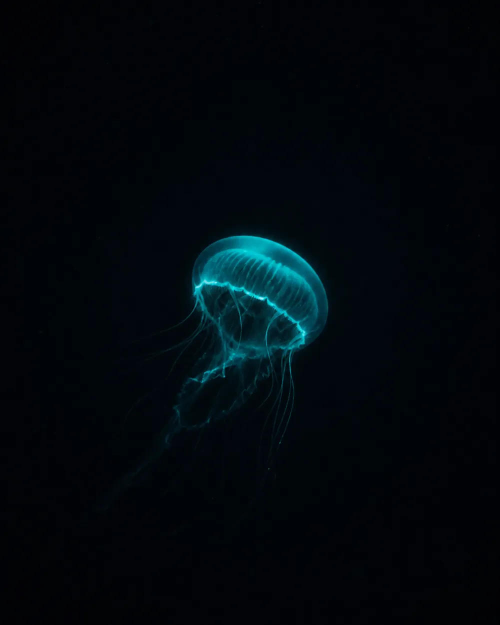 A bioluminescent deep-sea jellyfish